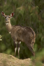 nyala w